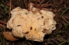 Lycoperdon cf.  atropurpureum Vittad. 1842