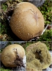 Lycoperdon excipuliforme (Scop.) Pers. 1801