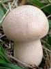 Lycoperdon foetidum