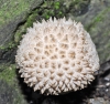 Lycoperdon marginatum Vittad. 1842