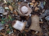 Lycoperdon molle Pers. 1801