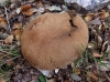 Lycoperdon molle Pers. 1801