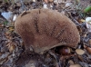Lycoperdon molle Pers. 1801