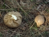 Lycoperdon molle Pers. 1801