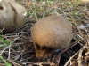 Lycoperdon molle Pers. 1801