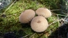 Lycoperdon perlatum Pers. 1796