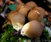 Lycoperdon umbrinum Pers. 1801