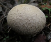Lycoperdon molle Pers. 1801
