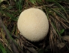 Lycoperdon molle Pers. 1801