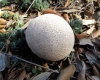 Lycoperdon molle Pers. 1801