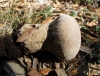 Lycoperdon molle Pers. 1801