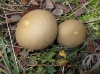 Lycoperdon molle Pers. 1801