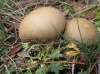 Lycoperdon molle Pers. 1801
