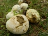 Lycoperdon pratense Pers. 1797