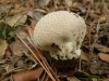 Lycoperdon sp.