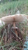 Macrolepiota procera (Scop.) Singer 1948