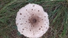 Macrolepiota procera (Scop.) Singer 1948