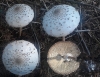 Macrolepiota procera (Scop.) Singer 1948