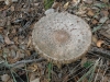 Macrolepiota procera (Scop.) Singer 1948