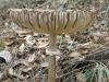 Macrolepiota procera (Scop.) Singer 1948