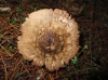 Macrolepiota procera (Scop.) Singer 1948