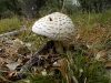 Macrolepiota procera (Scop.) Singer (1948)