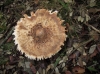 Macrolepiota procera (Scop.) Singer (1948)