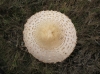 Macrolepiota procera (Scop.) Singer (1948)