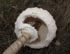 Macrolepiota procera (Scop.) Singer (1948)