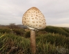 Macrolepiota procera (Scop.) Singer (1948)