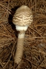 Macrolepiota procera (Scop.) Singer 1948