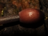 Mycena haematopus (Pers.) P. Kumm. 1871