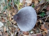 Mycena polygramma (Bull.) Gray 1821