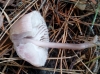 Mycena pura (Pers.) P. Kumm. 1871