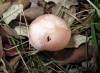 Mycena rosea Gramberg 1912
