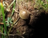 Mycena sp.