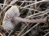Mycena pura (Pers.) P. Kumm. 1871
