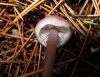 Mycena pura (Pers.) P. Kumm. 1871