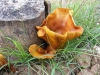 Omphalotus olearius (DC.) Singer 1948