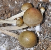Panaeolus cf. olivaceus F.H. Møller 1945