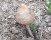 Panaeolus sp. Panaeolus sp.