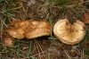 Paxillus involutus (Batsch) Fr. 1838