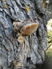 Phellinus igniarius (L.) Quél. 1886