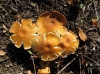 Pholiota sp.
