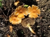 Pholiota sp.
