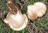 Pleurotus eryngii (DC.) Quél. 1872