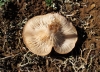 Pleurotus eryngii (DC.) Quél. 1872