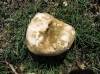 Pleurotus eryngii (DC.) Quél. 1872