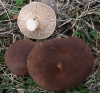Pleurotus eryngii (DC.) Quél. 1872