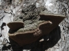 Porodaedalea pini (Brot.) Murrill 1905